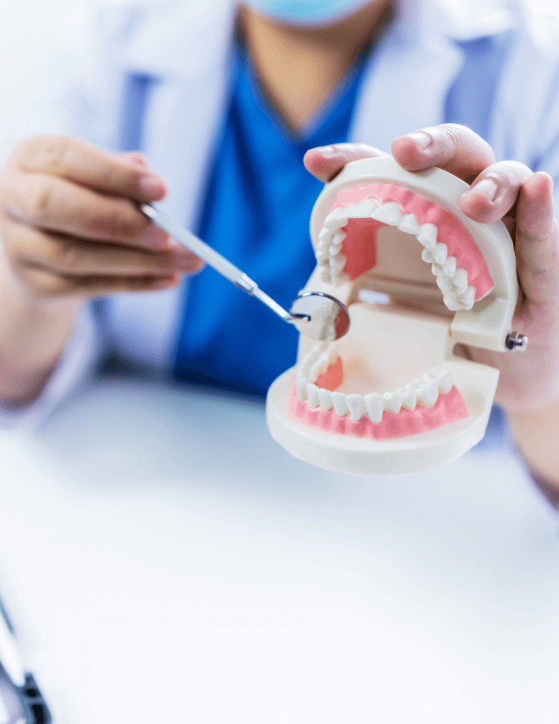 oral surgeon showing a dental model