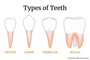 tvos types of teeth